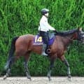 【宝塚記念・枠順確定】ミクニインスパイアの２枠４番に林調教師「競馬はしやすい」　１８年のミッキーロケットがＶ