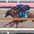 【ＰＯＧ】「初戦で勝てればいい」関西発ニドヅケキンシが１３日阪神５Ｒで佐藤悠厩舎からデビュー　一度ですっきりカツ