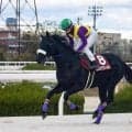 現2歳世代には“1頭のみ” ヒロシゲゴールド産駒が土曜阪神6Rで初陣