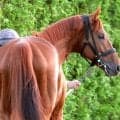 【宝塚記念】戸崎騎手とコンビ復活のダノンデサイルは１枠１番　最内枠から勝てば００年テイエムオペラオー以来
