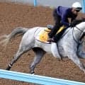 【府中牝馬Ｓ・１週前】菊沢一樹騎手を背に「前走に比べてリラックス」　コガネノソラが重賞連勝へ好ムード