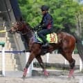 【ＰＯＧ】１３日東京デビューのシャンデヴァーグはラスト１０秒９の切れ味魅力　森一調教師「すごくいい動き」