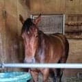 【ＰＯＧ】近親にマジックサンズなど活躍馬が多数　ショウナンカノアが１３日函館でデビュー　陣営「大人っぽい一面も」