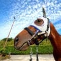 【宝塚記念】史上３頭目の連覇へ勝率トップ１６番枠からメイショウタバル逃走劇見せる