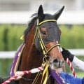 【１３日の注目・阪神４Ｒ】メイショウハリオ、テーオーロイヤルが兄のメイショウタカネ　芝１８００メートルで初陣