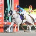 ２４年羽田盃を制した白毛馬アマンテビアンコが現役引退へ　シルク・ホースクラブが発表