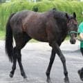 重賞３勝のカラテが誘導馬を引退　ＳＮＳ惜別「第三の馬生をのんびり過ごせるとええな」「絶対会いに行くよ」