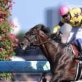 ノースブリッジの登録抹消…東京競馬場で乗馬に