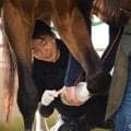 【装蹄師・西内荘コラム】メイショウタバル、連覇への挑戦