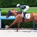 【阪神６Ｒ・２歳新馬】クロリスが悠々と押し切る　西村淳也騎手「一生懸命頑張ってくれました」
