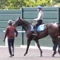 土曜函館競馬場の注目激走馬…函館１１Ｒ函館スプリントステークス・Ｇ３