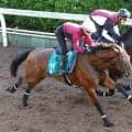 【１４日の注目・阪神５Ｒ】２・４億馬ダイナマイクがデビュー　宝塚記念デーの芝１８００メートル新馬戦は出世レース