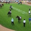 【函館5R新馬戦結果】フォーウィールドライブ産駒セタキトが逃げ切り勝ち