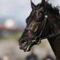【宝塚記念】史上初の春古馬三冠ならず…クロワデュノールは惜しくも2着