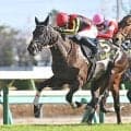 【府中牝馬S想定騎手】ヴァルキリーバースはC.ルメール騎手、コガネノソラは菊沢一樹騎手