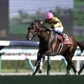 【先週のJRA抹消馬】重賞3勝のノースブリッジ、芝中長距離で活躍したショウナンバシットなど