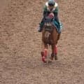 杉山師「誰が見てもいい馬」 良血馬レイデアルマス/関西馬メイクデビュー情報