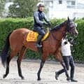 【府中牝馬Ｓ】ゲート再審査クリアのミアネーロは再び芝へ　状態も林師が「今回はかなり落ち着いて穏やかです」と太鼓判