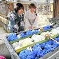 サムライブルーのアジサイアートが登場　京都・楊谷寺で「花手水」
