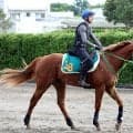 【注目馬動向】名馬フライトラインの産駒として世界初Ｖのデミアンの今後について斎藤誠調教師が明言