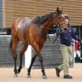 【函館記念・１週前】連勝中のフィーリウスが上々の動きで先着　重賞初制覇へ手塚久調教師「チャンス十分」
