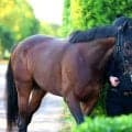 マイユニバースが競走馬登録を抹消　１４日の宝塚記念で急性心不全を発症して死ぬ