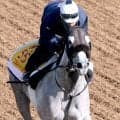 【府中牝馬Ｓ】菊沢父子での重賞連勝へ雰囲気は最高　坂路で弾んだコガネノソラはゴルシ譲りの気の強さが長所