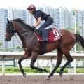 【ＱＥ２世ジュビリーＳ】昨年２着のサトノレーヴが絶好の動き　堀調教師「昨年より活気があり、毛づやや張りも良好」