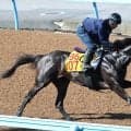 【府中牝馬Ｓ】エストゥペンダは単走で好反応　高柳瑞調教師「スムーズに運んでしまいの脚を生かせれば」