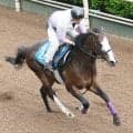 重賞２勝のカンチェンジュンガが右前脚浅屈けん炎を発症　全治９か月以上の見込み