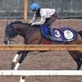 【注目馬動向】エーティーマクフィはキーンランドＣ本線　サウンドモリアーナは北九州記念で吉村誠之助騎手と初コンビ