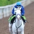 【ＰＯＧ】ソダシ半妹、白毛のスノーウィスパーが２０日函館５Ｒ・２歳新馬戦に出走確定　鞍上は佐々木騎手　陣営「いい感じです」