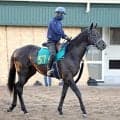 【ＰＯＧ】最終追い切りで古馬に先着！ラガリーガが２１日東京でデビュー　手塚久調教師「追ってから良さそう」
