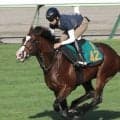 【ＰＯＧ】ゴドルフィンの大物候補コックニーが２１日デビュー　横山武史騎手「特に癖もなく馬っぷりもいいです」