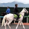 【ＰＯＧ】話題の白毛馬ソダシの半妹・スノーウィスパーは８枠９番に決定　いよいよデビューに須貝調教師「枠はどこでも」