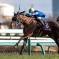 【函館記念想定馬・騎手】ファウストラーゼン、デビットバローズなど15頭