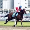 【川崎競馬】インディゴールドが８馬身差でデビュー戦圧勝　野畑凌騎手「楽しみです」父はインディチャンプ