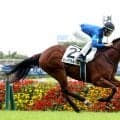 【東京４Ｒ・２歳新馬】ルークウォームが楽々と逃げ切りＶ　手塚久調教師「２歳のいいところまでいけそう」