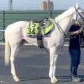 【函館５Ｒ・２歳新馬】“白毛一族”スノーウィスパーは６着に敗れる　姉のソダシ、マルガに続く函館デビュー戦Ｖならず