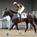 【東京５Ｒ・２歳新馬】「きれいな馬場の方がいい」ルメール騎手もガックリ　単勝１・８倍のコナパームスは３着　
