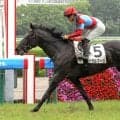 【阪神７Ｒ・３歳上１勝クラス】５・２億円馬サガルマータが「菊」へつなげる２勝目　福永調教師「いい成長曲線を…」