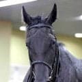 【２１日の注目・阪神８Ｒ】リバティアイランドの半妹コニーアイランドが復帰戦　陣営「調教ではよく動けています」