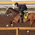 日曜東京競馬場の注目激走馬…東京１１Ｒ府中牝馬ステークス・Ｇ３