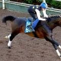 日曜阪神競馬場の注目激走馬…阪神１１Ｒしらさぎステークス・Ｇ３