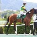 【しらさぎＳ】超良血スイープアワーズは重賞初挑戦で５着　「昇級戦でこれだけいい競馬」国分優作騎手は手応え