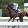 【府中牝馬Ｓ】単勝９４・６倍で１４番人気のミアネーロが３着　同レース最高配当３連単１０６万円超を演出