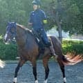 【ラジオＮＩＫＫＥＩ賞】ディールメーカーが開幕週を味方に押し切る　大和田調教師「脚質から面白い」