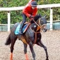 【函館記念】７歳ディープインパクト産駒ケイアイセナは函館・芝のレコードホルダー　偉大な父にＪＲＡ重賞２９９勝目贈る