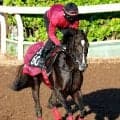 【ラジオＮＩＫＫＥＩ賞】実績上位のバドリナート　リステッド勝ちの距離で初タイトルへ　松永幹調教師「徐々に良くなっている」
