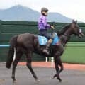 【函館記念】２５年ＮＨＫマイルＣ２着マジックサンズが得意の北海道で逆襲へ　陣営「バランスの修正をして少しずつ改善」